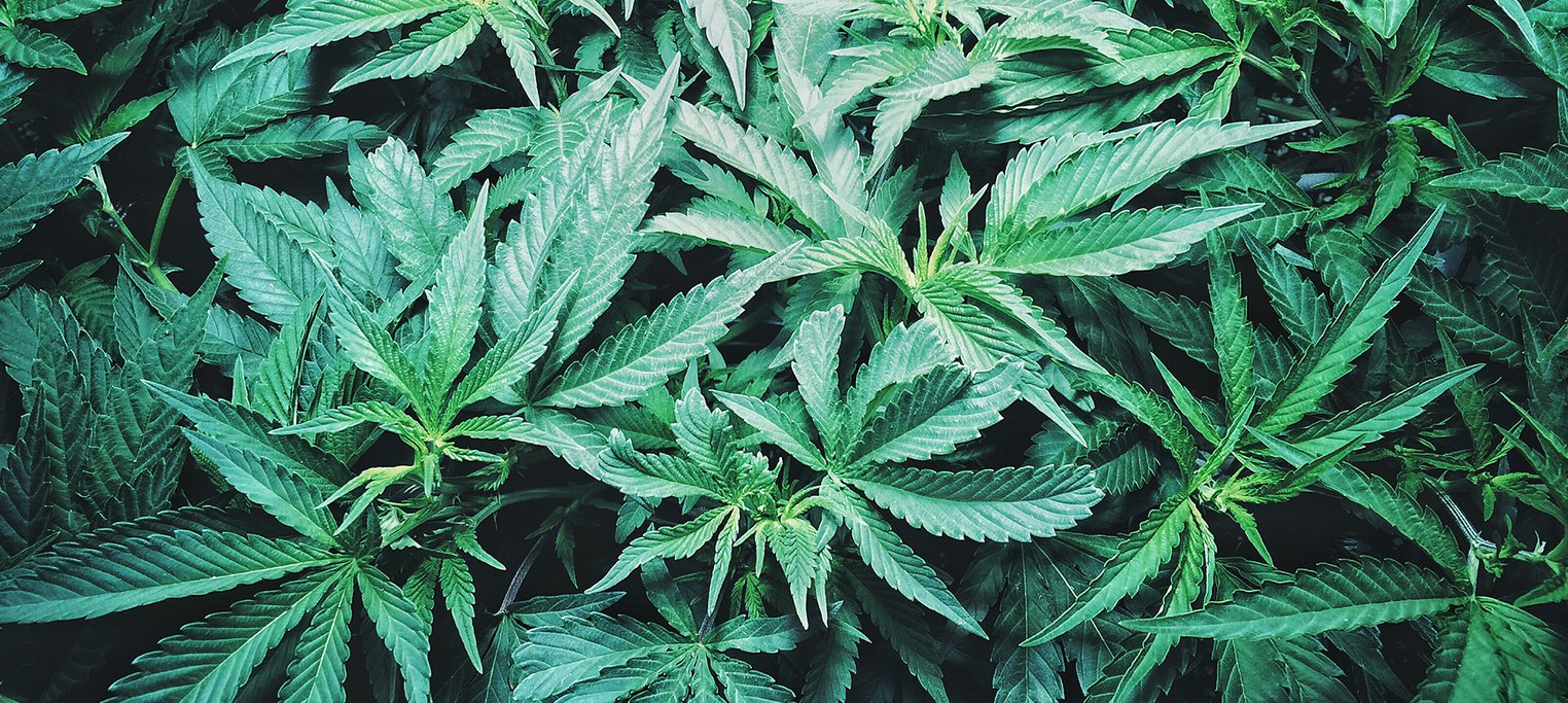Cannabisdb banner